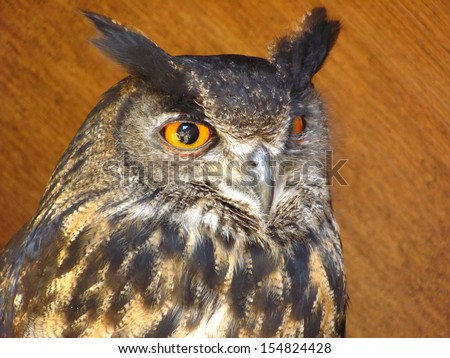 Royal eagle owl with his big and beautiful oranges eyes