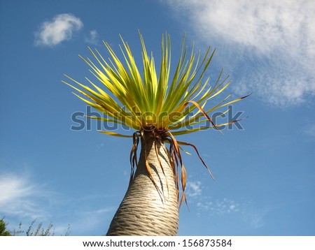 Rare species of palm tree