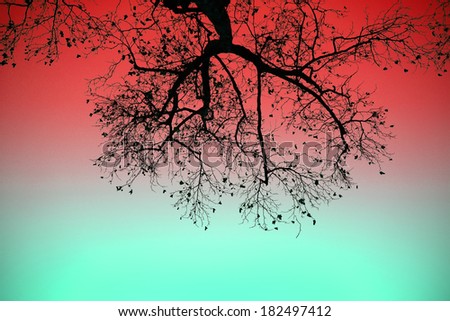 photo, textures, abstract, silhouette tree on black and white backgrounds