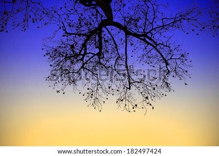 photo, textures, abstract, silhouette tree on black and white backgrounds