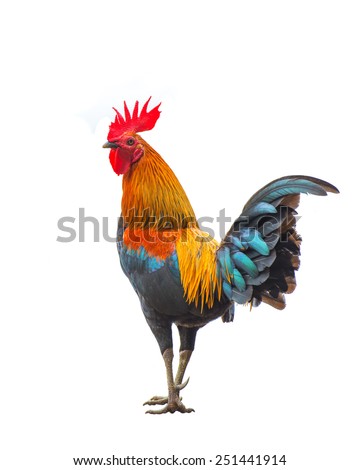 Rooster isolate on white