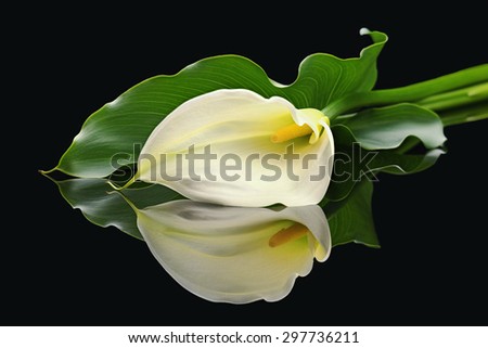 White calla lily flower in fool bloom with green leave place on black reflective surface  isolated on Black background