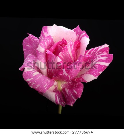 Candy Stripe Rose flower isolated on black background