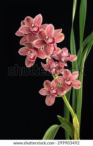 Cymbidium orchid flowers with leaves deep focus isolated on black background
