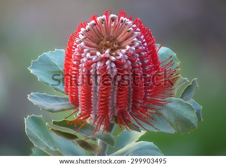 Closed up single Banksia Coccinea flower with leaves isolated on natural out of focus background