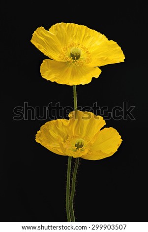 Close up Full bloom yellow Poppy Flowers Isolated on black background, studio shot large Depth of Field