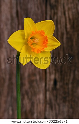 Close up Daffodil flower on out of focus old wooden background