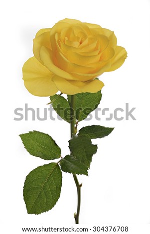close up yellow rose with leaves and stem isolated on white background