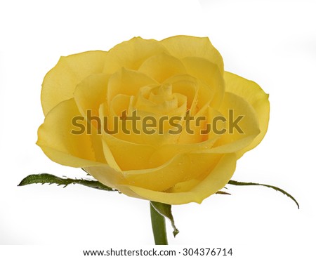 close up yellow rose with short stem isolated on white background deep focus