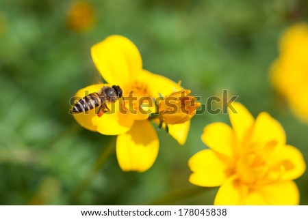 Bee on the flower, bee busy drinking nectar from the flower, sweet flower with bee. close up bee and flower.