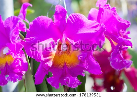 Collection of orchid flower on green back ground, close up orchid flowers