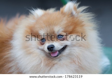pomeranian dog,closeup portrait pomeranian dog small dog is a pet of the peoples