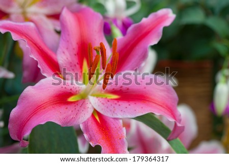 Adenium obesum (Desert Rose; Impala Lily; Mock Azalea), Floral background. Tropical flower Pink Adenium. Desert rose