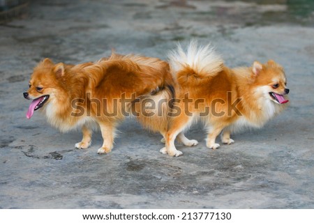 male and female pomeranian dog mating, Mating of pet.
