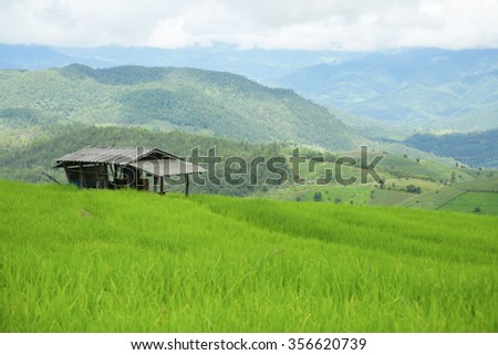 green Rice fields on terraced in Thailand, rice field or rice terraces in the mountain, rice field in the nature, travel place in the nature, nature background.