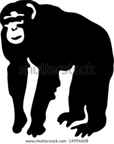 Chimpanzee Illustration