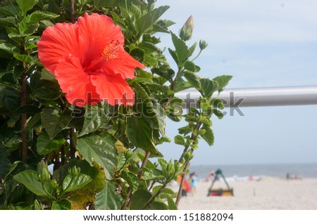 Flower on the atlantic ocean