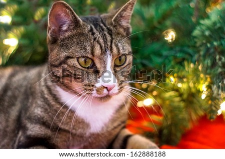 Christmas cat