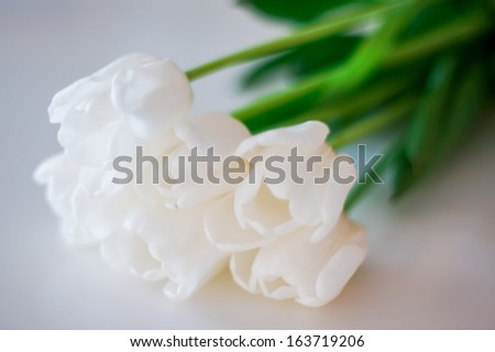 Beautiful white tulips on white
