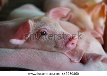 Small piglet sleep in the farm. Group of Pig indoor on a farm yard in Thailand. swine in the stall. Close up eyes and blur.