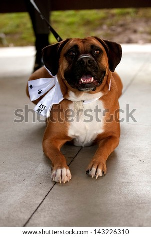 Boxer dressed  up as the best dog at a wedding ceremony.