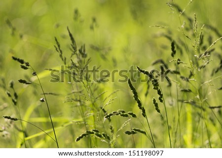 Wonderful green meadow in spring or summer. Qualified e.g. as background. With copy space.