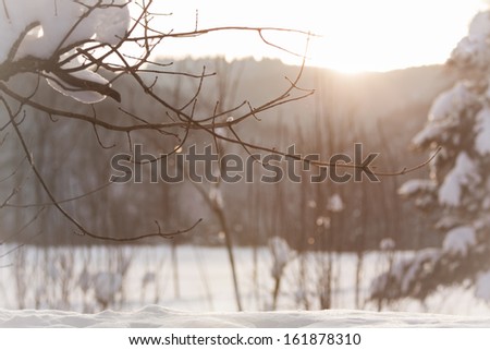 Wonderful Sunny Winter Scene. The Sun Kisses A White Winter Wonderland. Snow Everywhere.