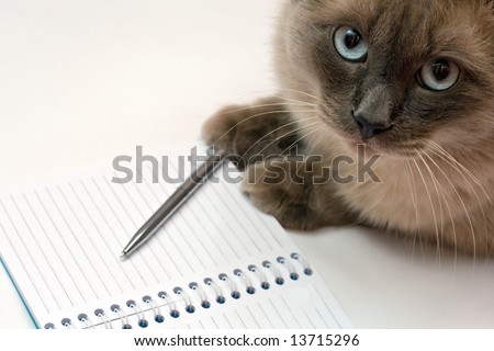 Business Cat Blank
