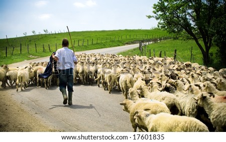 Traditional farming - shepherd with his sheep herd