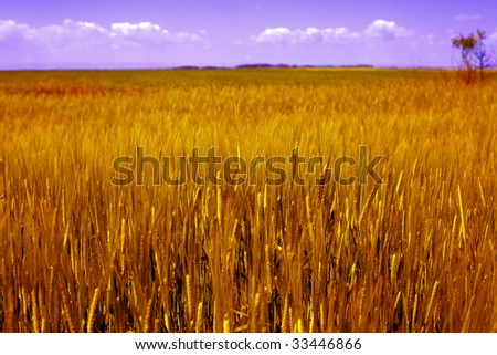 Agriculture colorful landscape - golden grain field