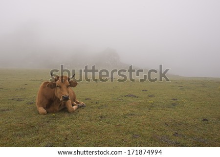 cow in the field with fog