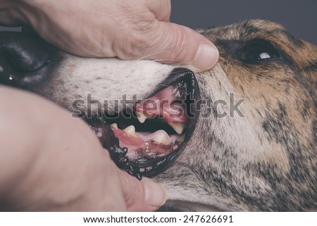 cleaning dog\'s teeth