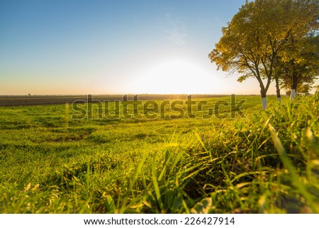 Green field at sunset in summer