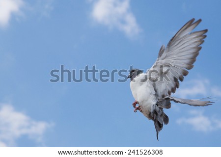 Pigeon in the sky. Dove in the sky