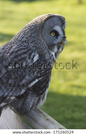 Great Grey or gray owl, perched in daylight, green field background out of focus.