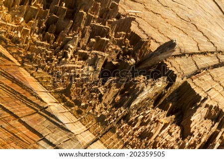 Like a city on another planet, spectacular close up of tree stump, chain sawn and torn when the tree fell