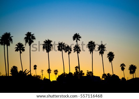 Sunset palm trees in Los Angeles, California