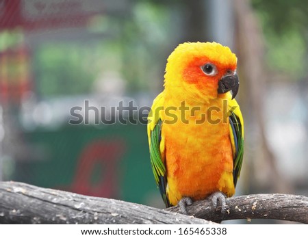 Sun Conure Parrot on a Tree Branch,Sun Parakeet, Psittacidae, Aratinga solstitialis
