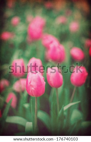 Abstract old background with tulips grunge texture. For art texture, grunge design, and vintage cement wall or border frame