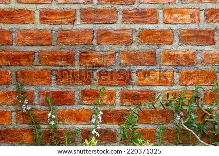 White flowers  and brick wall background, brick wall and ornamental background