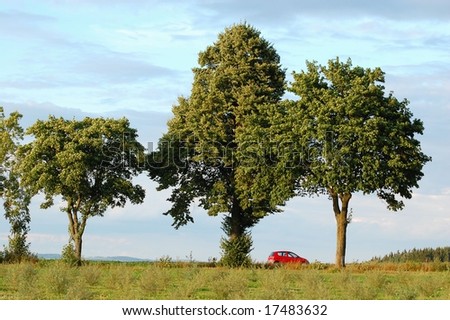 A small red car in shade of big trees. Note different shape of each of them.