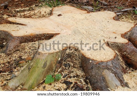 Blob-shaped tree stump of a recently cut tree.