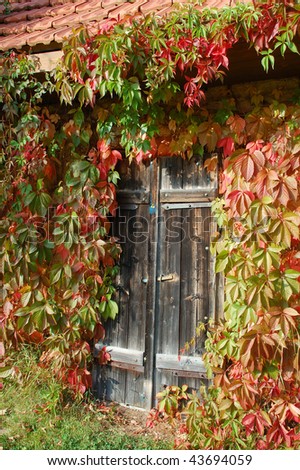 Old wooden door surrounded by wide wine.