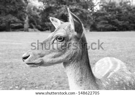 Female deer (black and white)