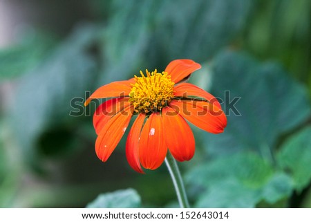 Orange-red flower isolated from the background