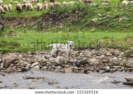 Mountain dog protecting his herd
