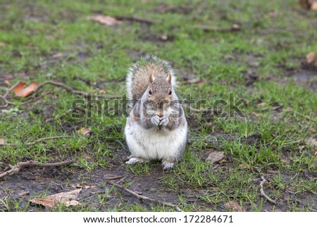 Eastern Fox squirrel (Sciurus niger) eating nuts in the garden