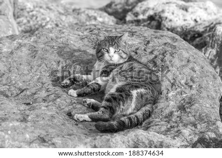 Domestic street cats lying relaxing on the rocks (black and white)
