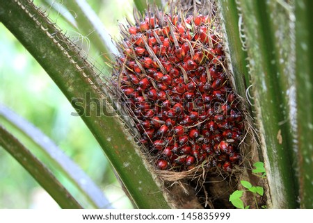 Palm oil tree