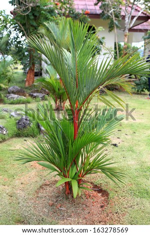 Sealing-wax palm, Lipstick palm, Raja palm, Maharajah palm.(Cyrtostachys renda Blume)